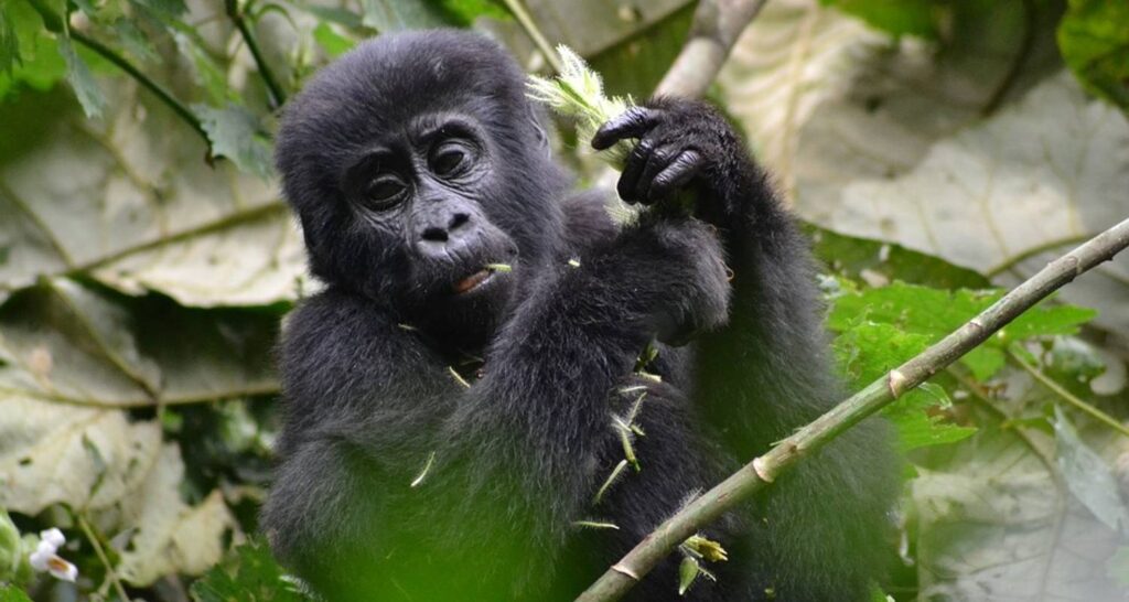 5 Days Rwanda and Gorilla Trekking Tour