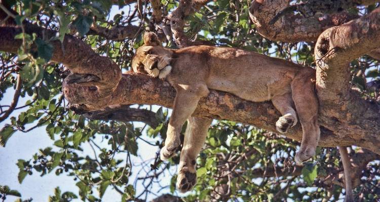 Tree climbing lions Ishasha sector