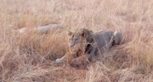 Read more about the article Queen Elizabeth National Park