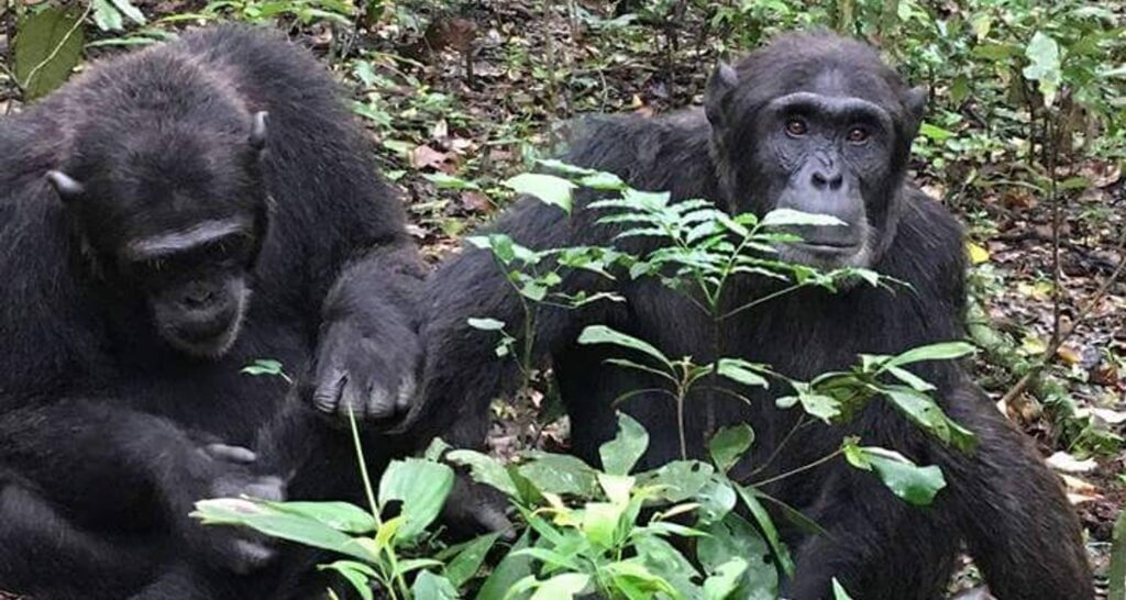 Wildlife Watching in Uganda: A Guide to the Best Attractions