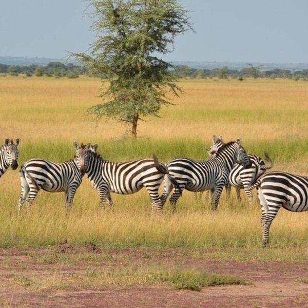 zebras grazing