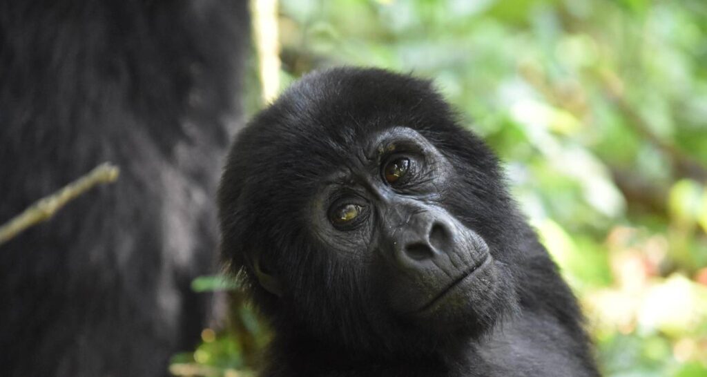 Le meilleur de l’Ouganda Gorilles