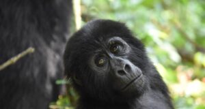 Read more about the article Le meilleur de l’Ouganda Gorilles