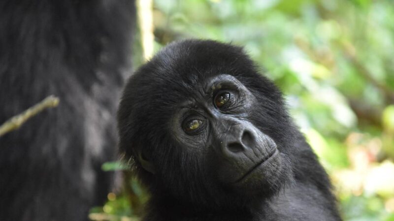 Le meilleur de l’Ouganda Gorilles