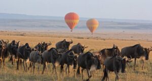 Read more about the article Maasai Mara National Reserve