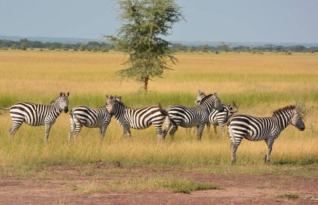 zebras grazing