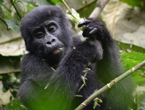 gorilla trekking safari