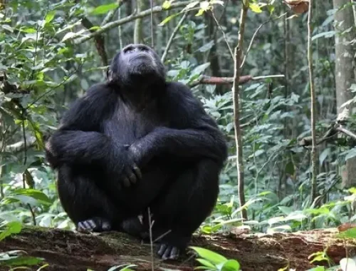 chimpanzee-looking-up-kibale-national-park-uganda