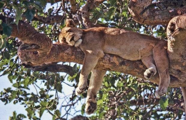 Tree climbing lions Ishasha sector