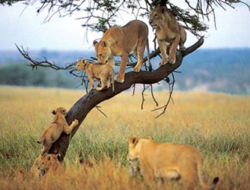 lions_on_tree-at-manyara-national-park