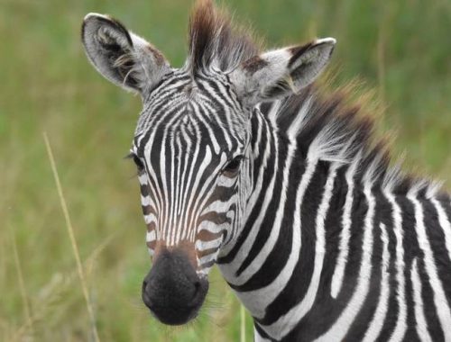 zebra_990x490